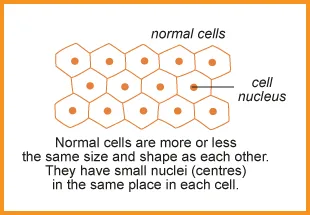 Normal Cells